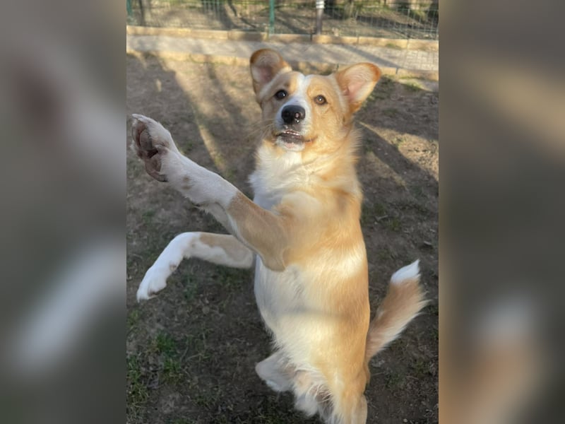 Chip sucht liebevolles zu Hause