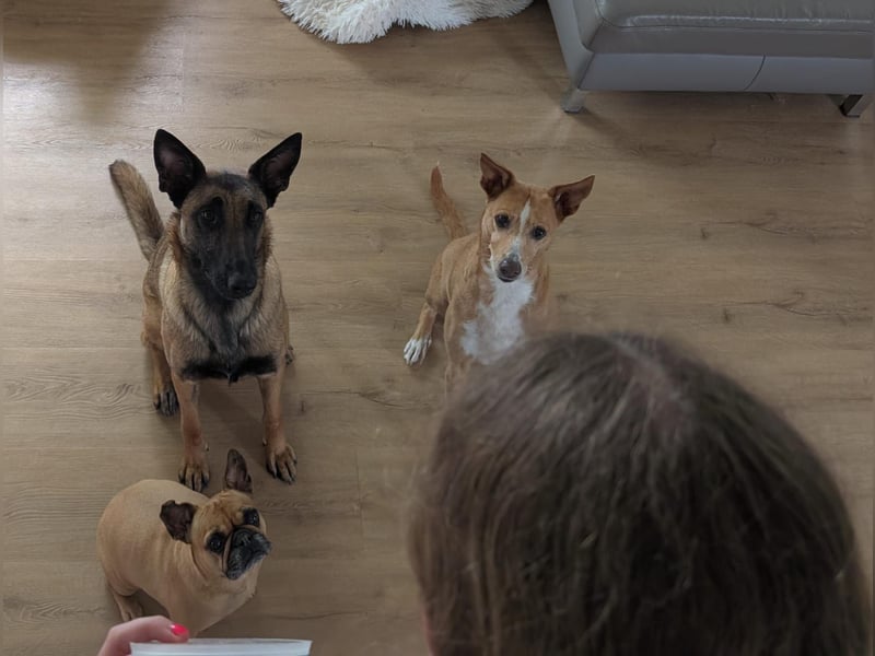 Agile & lebensfrohe Emmy sucht liebevolles zu Hause