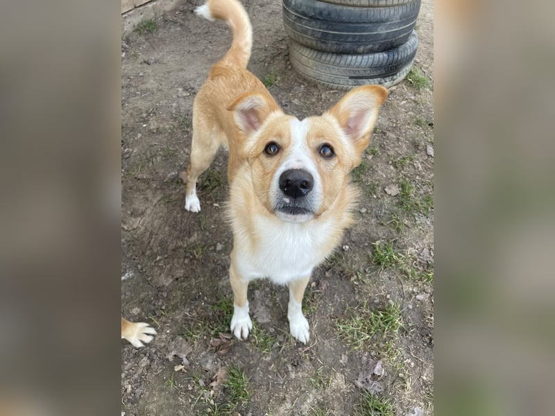 Chip sucht liebevolles zu Hause