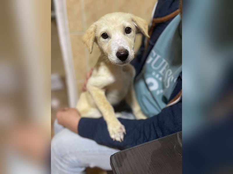 Emma sucht liebevolle zu Hause