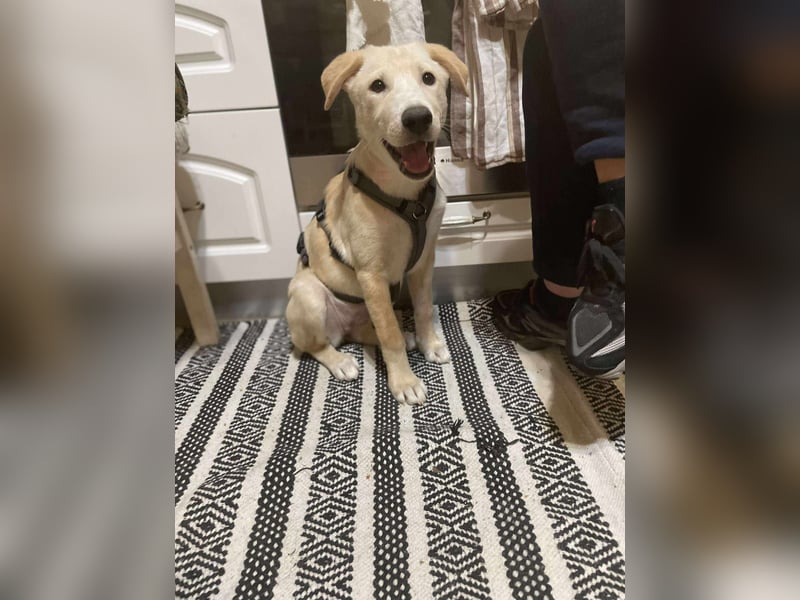 Emma sucht liebevolle zu Hause