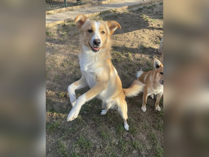 Chip sucht liebevolles zu Hause