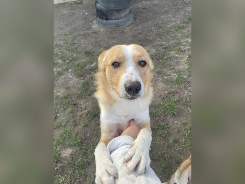 Chip sucht liebevolles zu Hause