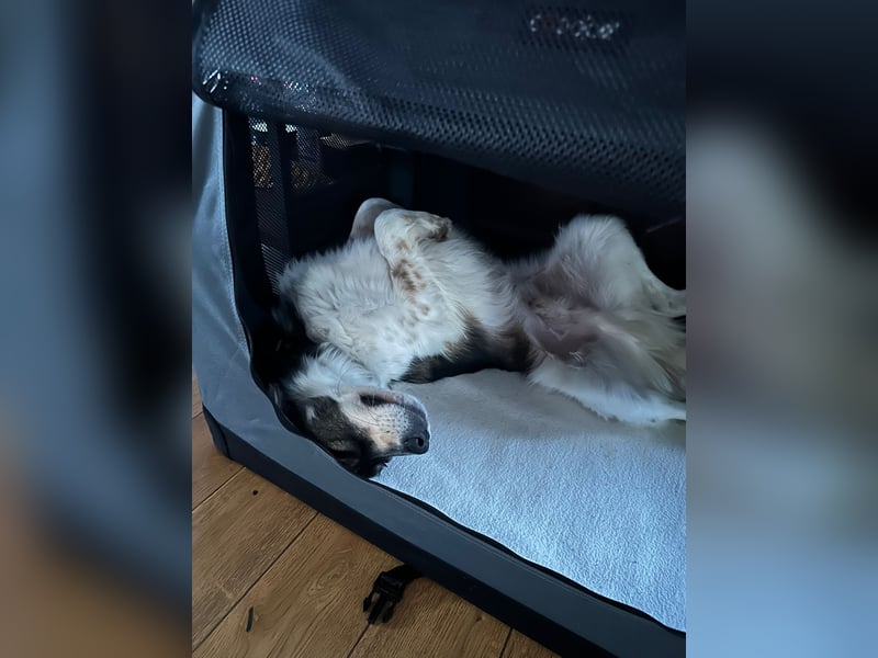 Max sucht erfahrenes zu Hause