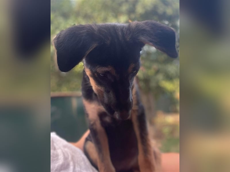 Kuschlerin Cheeky sucht Couchplatz