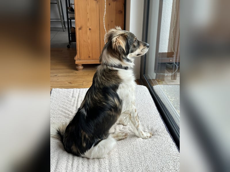 Max sucht erfahrenes zu Hause