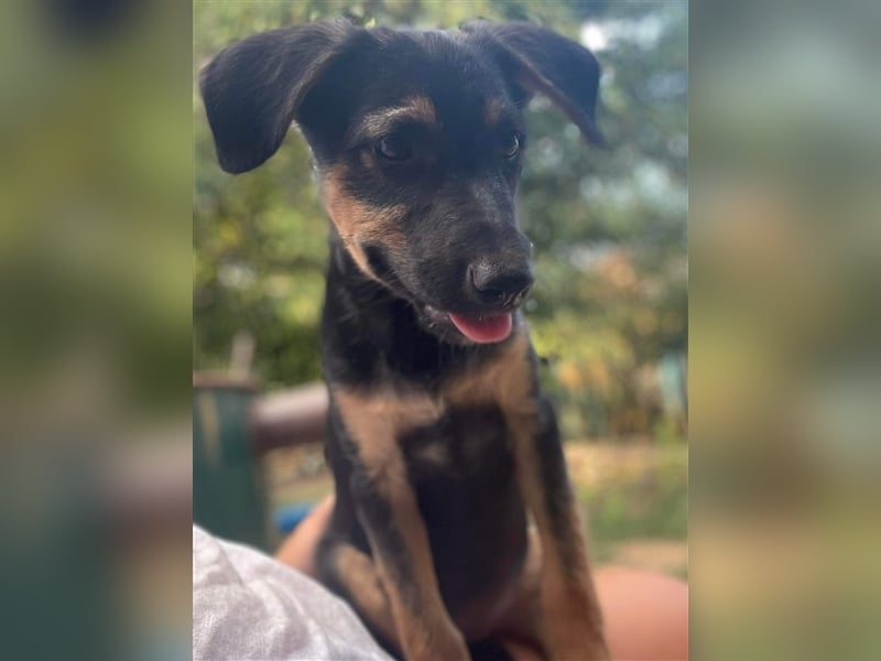 Kuschlerin Cheeky sucht Couchplatz