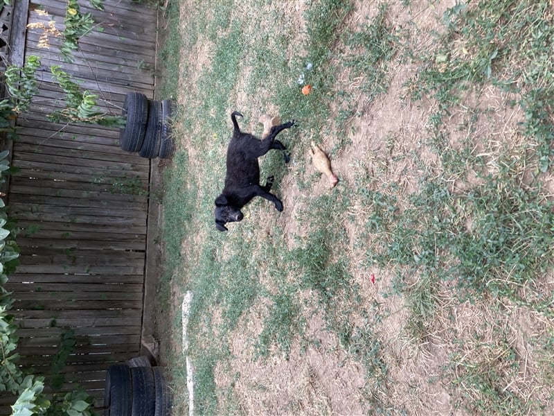 Midnight sucht liebevolles Zuhause