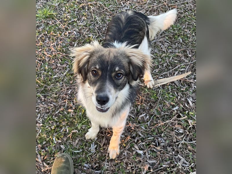 Max sucht erfahrenes zu Hause