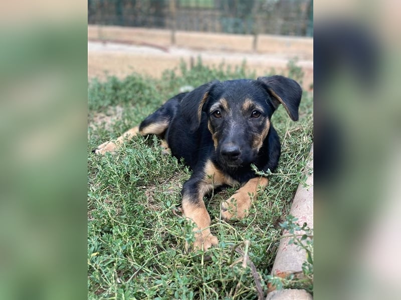 Kuschlerin Cheeky sucht Couchplatz