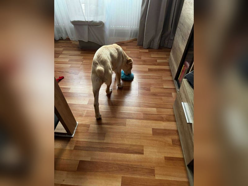 Emma sucht liebevolle zu Hause