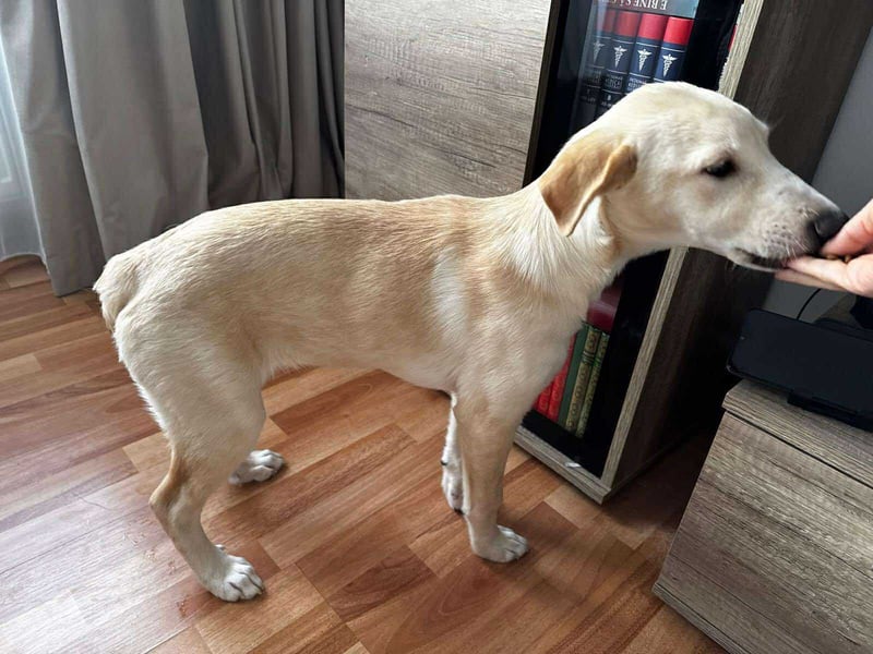 Emma sucht liebevolle zu Hause