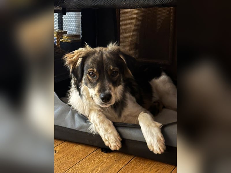 Max sucht erfahrenes zu Hause