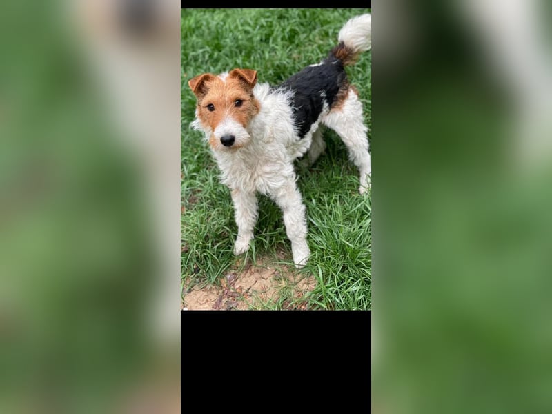 Foxy sucht liebevolles zu Hause