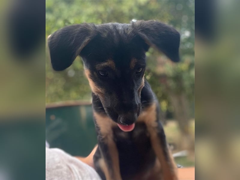 Kuschlerin Cheeky sucht Couchplatz