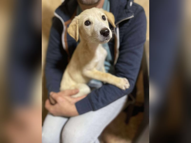 Emma sucht liebevolle zu Hause