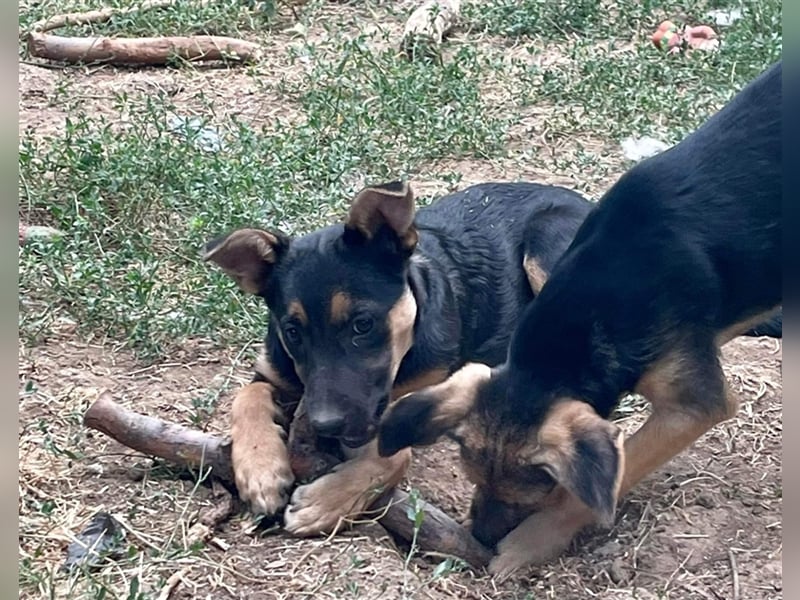 Mo sucht liebevolle Familie