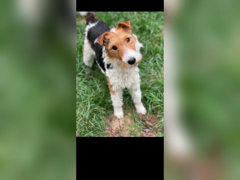 Foxy sucht liebevolles zu Hause