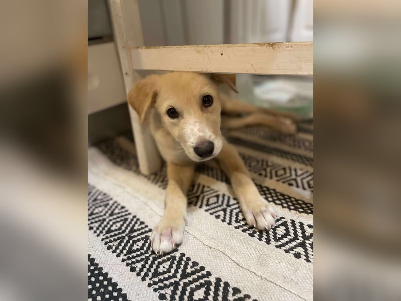 Emma sucht liebevolle zu Hause