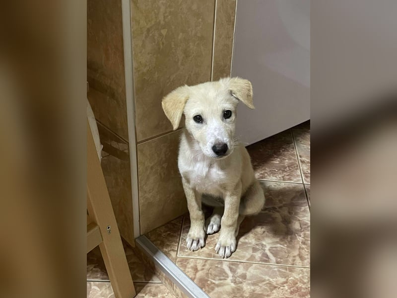 Emma sucht liebevolle zu Hause