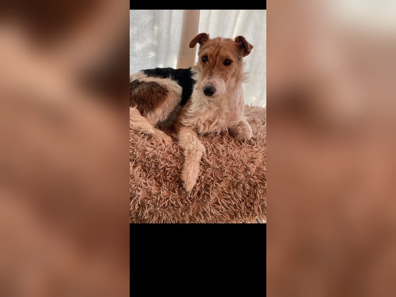 Foxy sucht liebevolles zu Hause