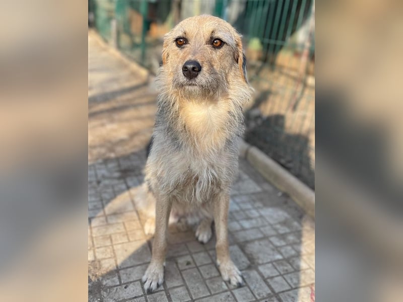 Puia sucht liebevolles zu Hause