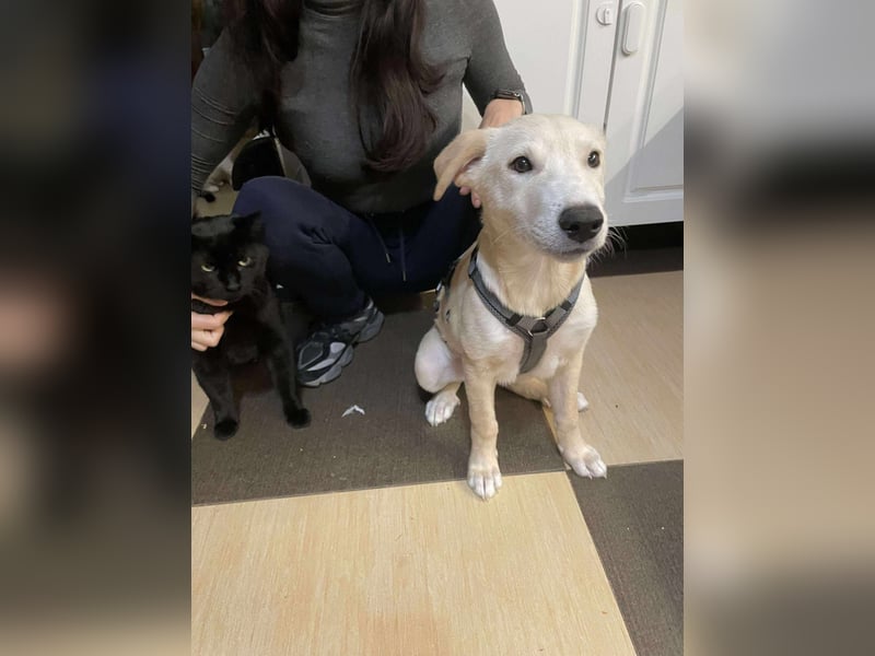 Emma sucht liebevolle zu Hause