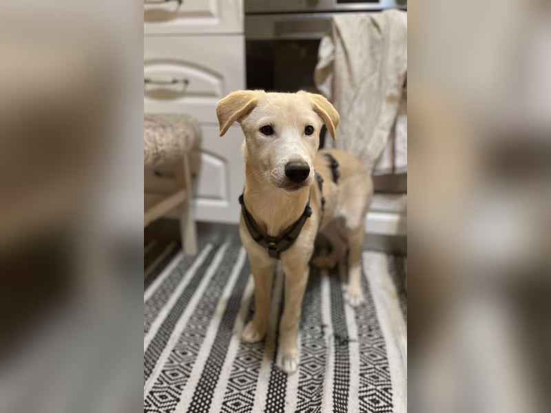 Emma sucht liebevolle zu Hause