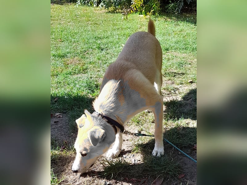 Fröhlicher und aufgeweckter 1 J. Hundebub FELIX sucht sein Traumzuhause !