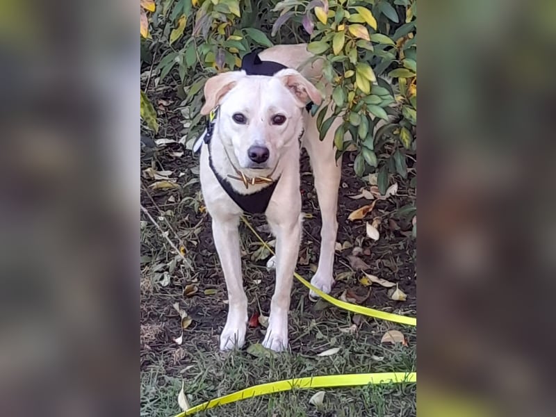 Eine zarte Seele auf vier Pfoten sucht seine passenden Menschen (Henry 3 J., kastr.)