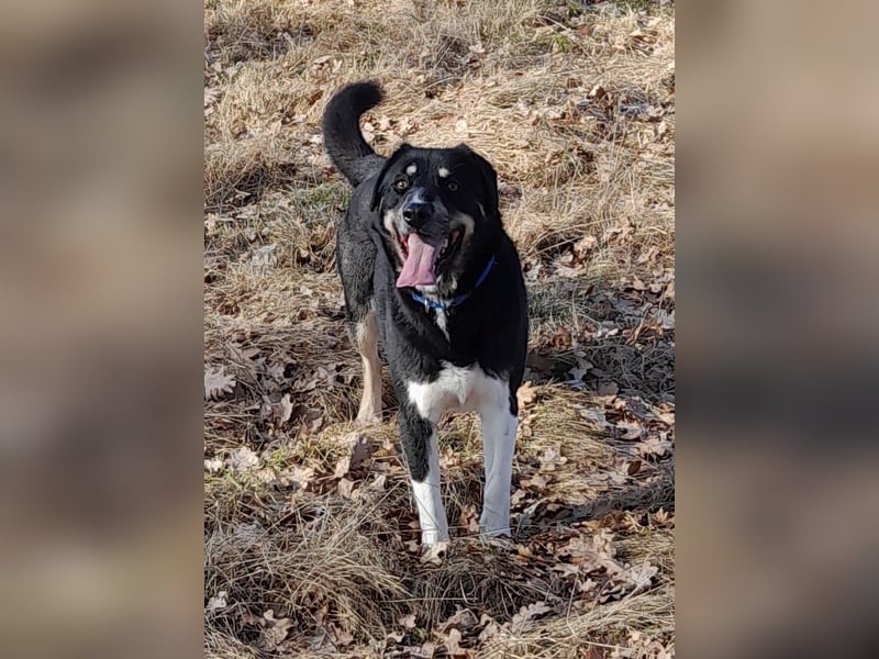 fröhlicher Benno 3 J. kastr., sucht sein Traumzuhause