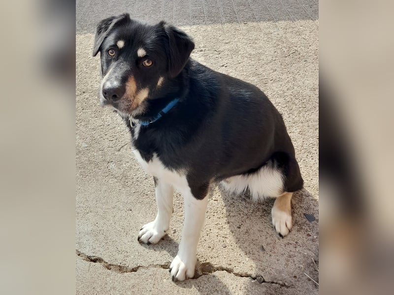 fröhlicher Benno 3 J. kastr., sucht sein Traumzuhause