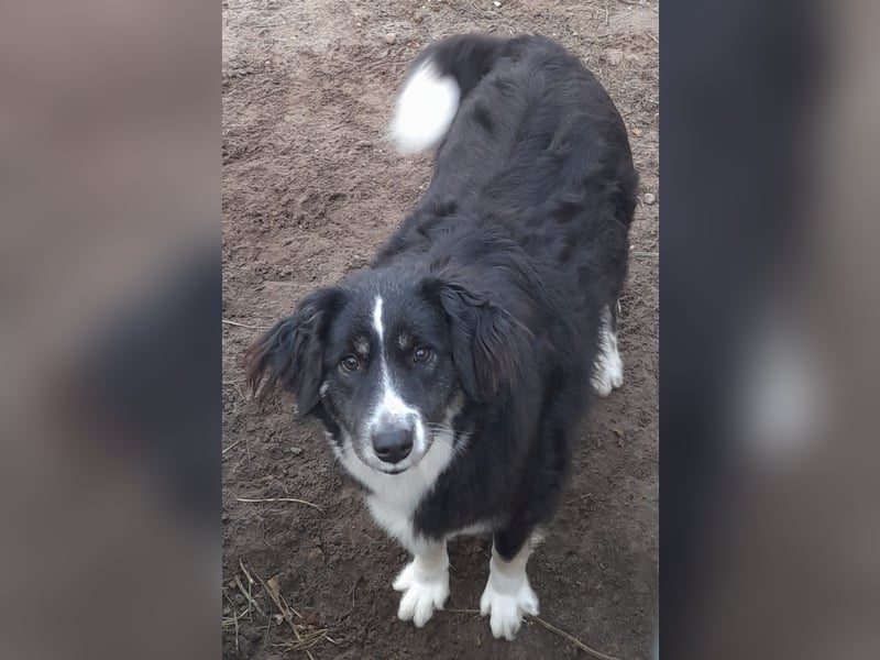 Knutschkugel Betty 3 J.  kastr., sucht ihr Traumzuhause