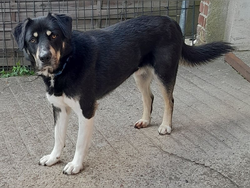 fröhlicher Benno 3 J. kastr., sucht sein Traumzuhause