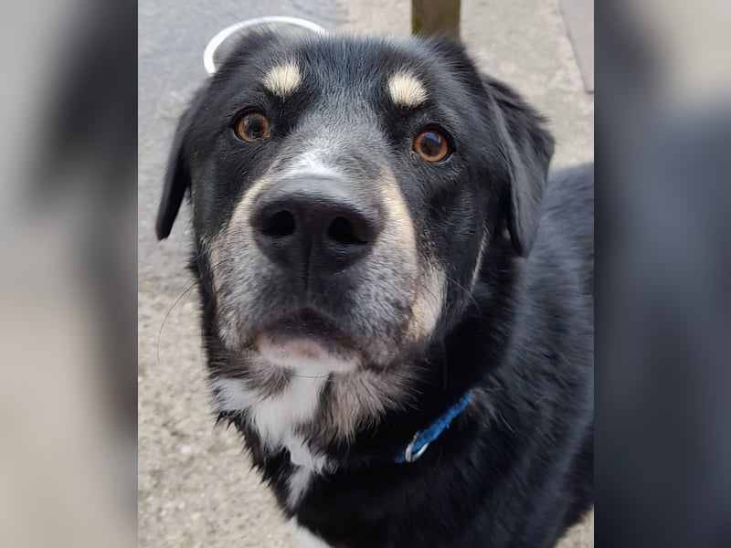 fröhlicher Benno 3 J. kastr., sucht sein Traumzuhause