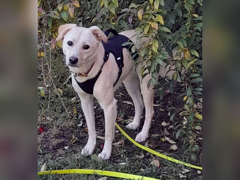 Eine zarte Seele auf vier Pfoten sucht seine passenden Menschen (Henry 3 J., kastr.)