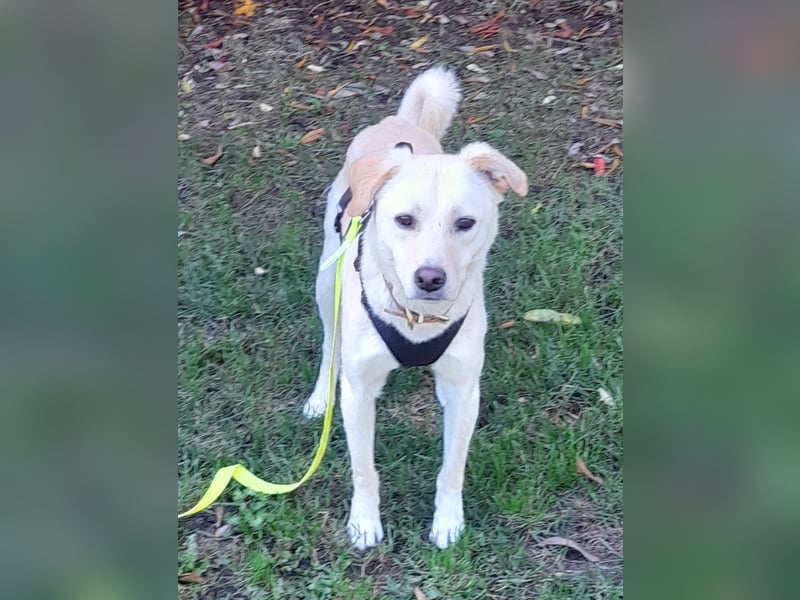 Eine zarte Seele auf vier Pfoten sucht seine passenden Menschen (Henry 3 J., kastr.)