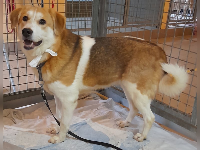 Angsthäschen Hündin kastr., 4 J., sucht sensibles Traumzuhause