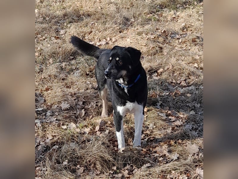 fröhlicher Benno 3 J. kastr., sucht sein Traumzuhause