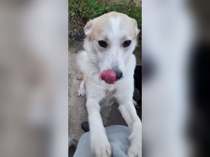 fröhliche Kessy 1 J. kastr. sucht ihre Herzensmenschen fröhliche Kessy 1 J. kastr. sucht ihre Herzensmenschen