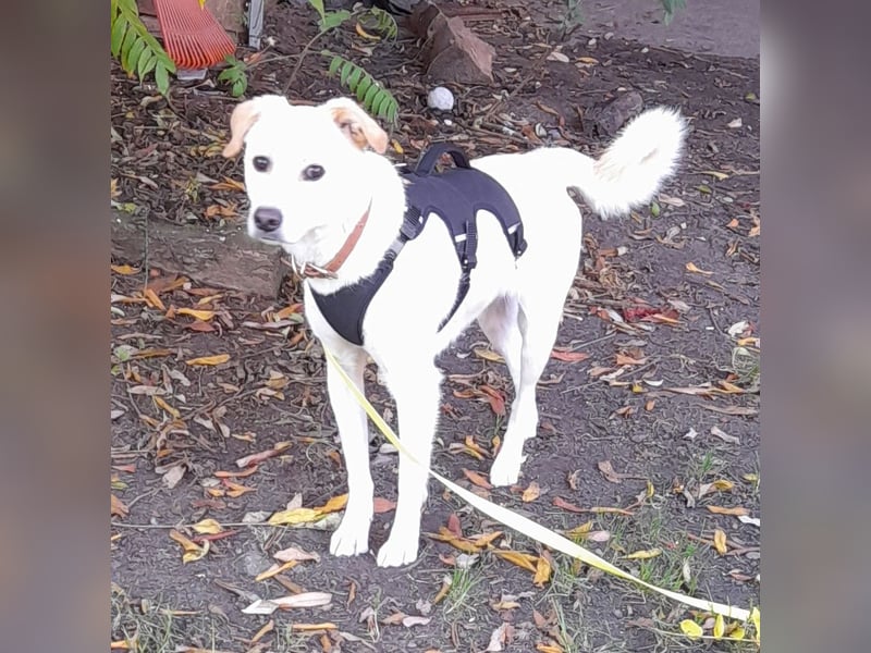 Eine zarte Seele auf vier Pfoten sucht seine passenden Menschen (Henry 3 J., kastr.)