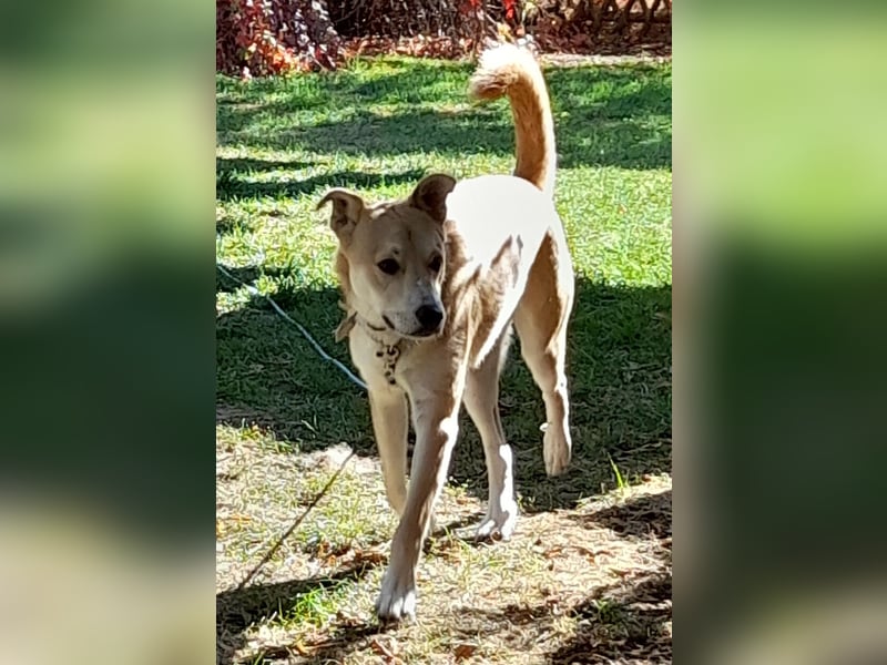 Fröhlicher und aufgeweckter 1 J. Hundebub FELIX sucht sein Traumzuhause !