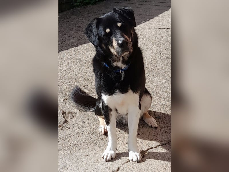 fröhlicher Benno 3 J. kastr., sucht sein Traumzuhause