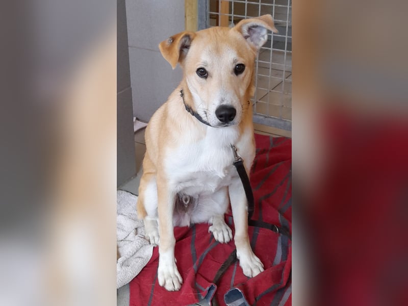 Fröhlicher und aufgeweckter 1 J. Hundebub FELIX sucht sein Traumzuhause !