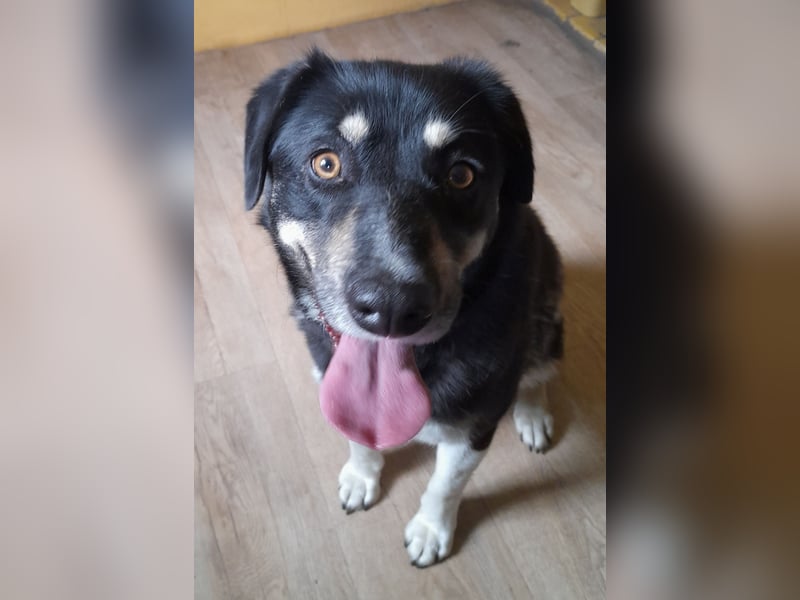 fröhlicher Benno 3 J. kastr., sucht sein Traumzuhause