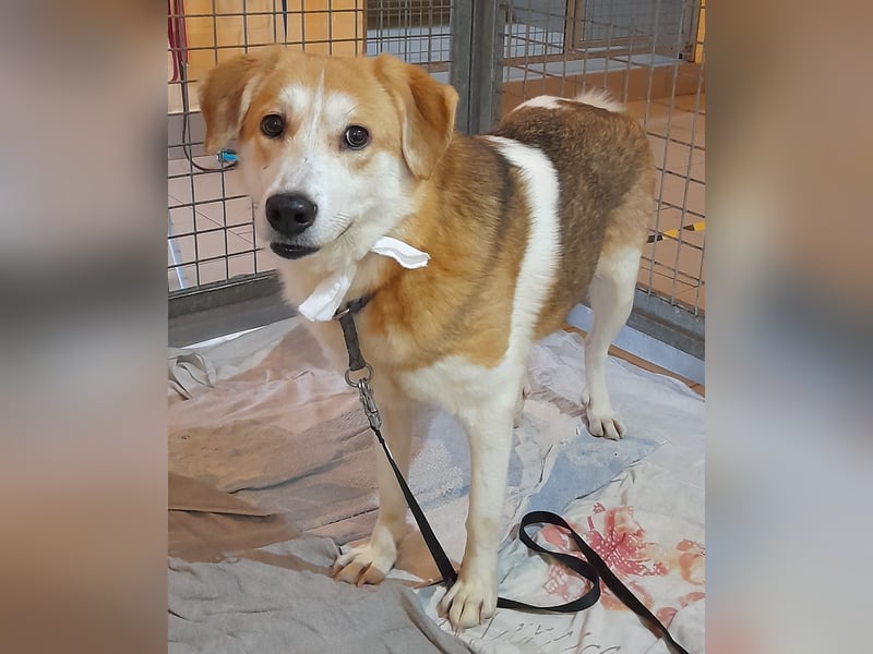 Angsthäschen Hündin kastr., 4 J., sucht sensibles Traumzuhause