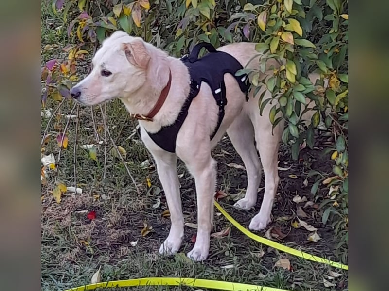 Eine zarte Seele auf vier Pfoten sucht seine passenden Menschen (Henry 3 J., kastr.)