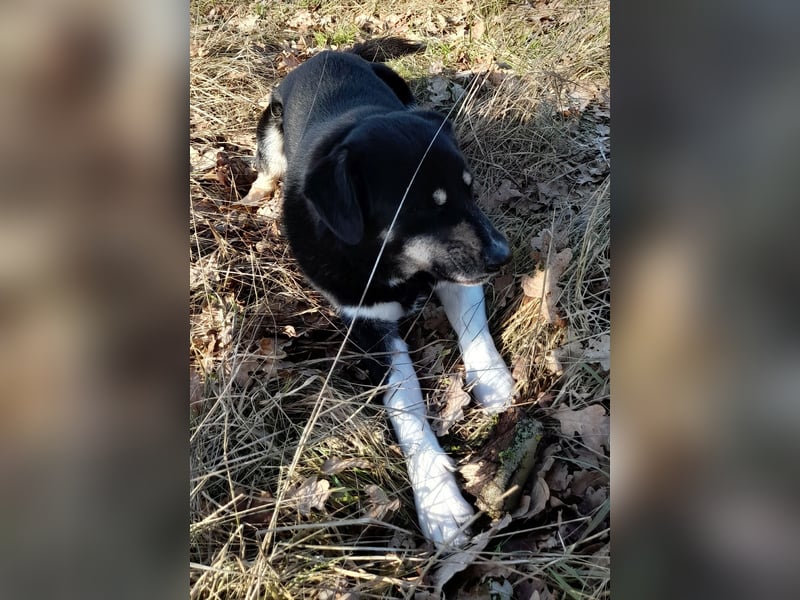 fröhlicher Benno 3 J. kastr., sucht sein Traumzuhause