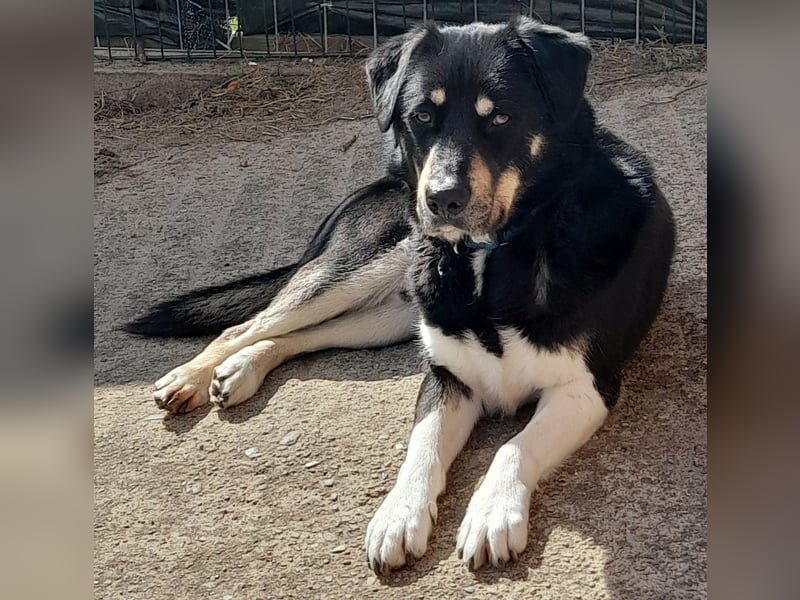 fröhlicher Benno 3 J. kastr., sucht sein Traumzuhause