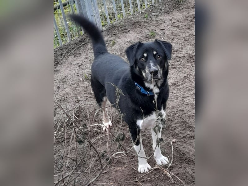 fröhlicher Benno 3 J. kastr., sucht sein Traumzuhause